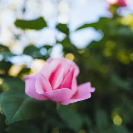 Fontanelle Romane Bed & Breakfast